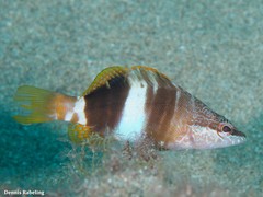 Serranus papilionaceus