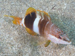 Serranus papilionaceus