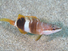 Serranus papilionaceus