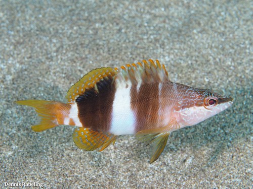 Butterfly-winged Comber