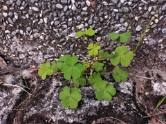 Oxalis corniculata