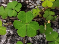 Oxalis corniculata