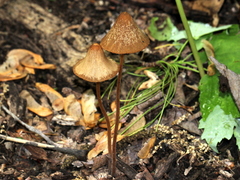 Conocybe velutipes