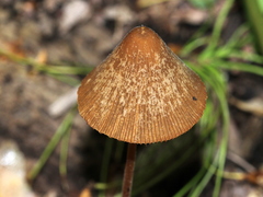 Conocybe velutipes