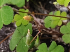 Oxalis corniculata