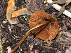 Conocybe velutipes