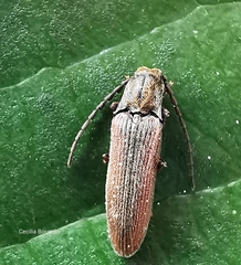 Campylomorphus homalisinus