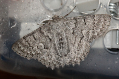 Crypsiphona tasmanica