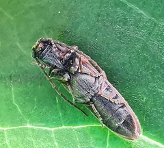 Campylomorphus homalisinus