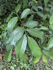Annona montana