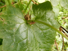 Cryptoderma formosense