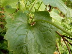 Cryptoderma formosense