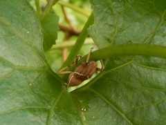 Cryptoderma formosense