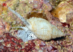 Nassarius splendidulus