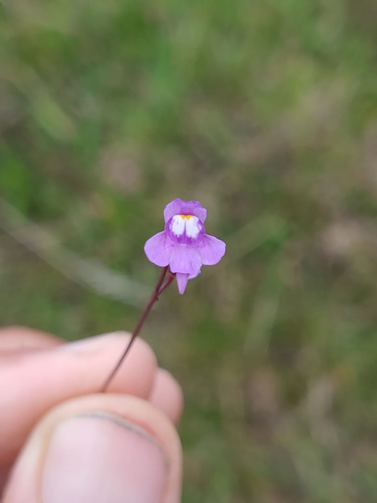 Utricularia tridentata
