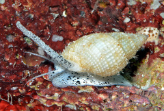Nassarius splendidulus
