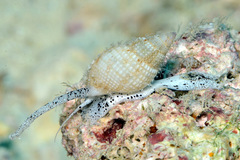 Nassarius splendidulus