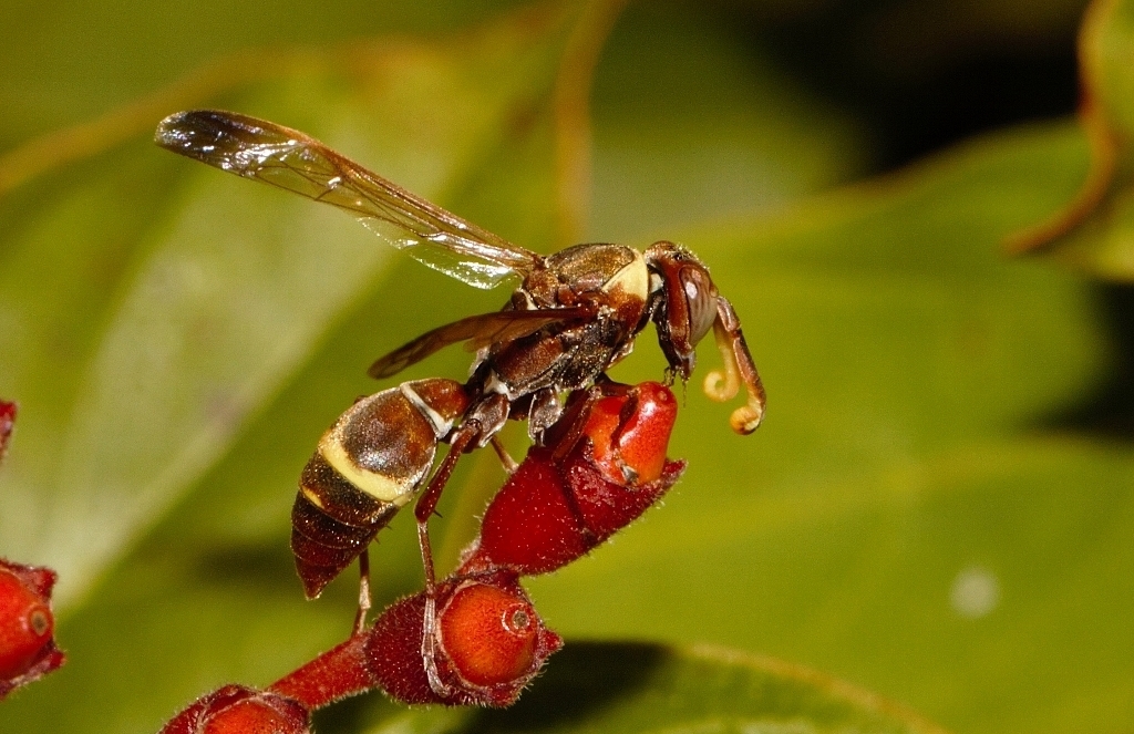 Polistes badius