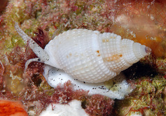 Nassarius splendidulus