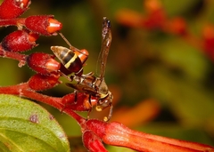 Polistes badius