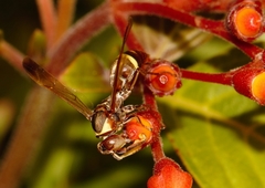 Polistes badius