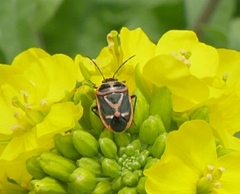 Eurydema gebleri