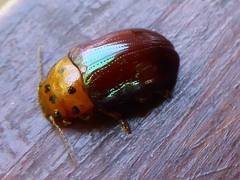 Gonioctenina