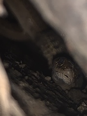 Thamnophis elegans vagrans