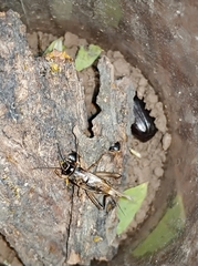 Svercacheta siamensis