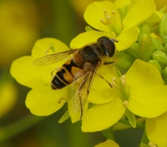 Eristalis kyokoae