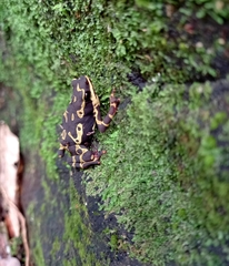 Atelopus hoogmoedi