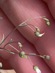 Hesperolinon micranthum