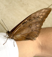 Morpho hercules