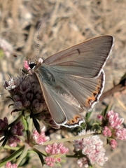 Tharsalea xanthoides