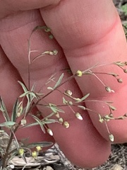 Hesperolinon micranthum