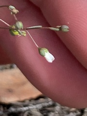 Hesperolinon micranthum