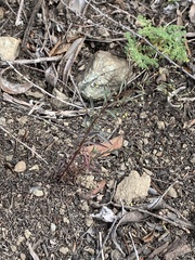 Hesperolinon micranthum