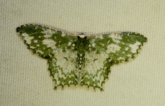 Chloropteryx dealbata