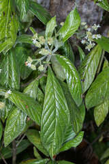 Psychotria jinotegensis