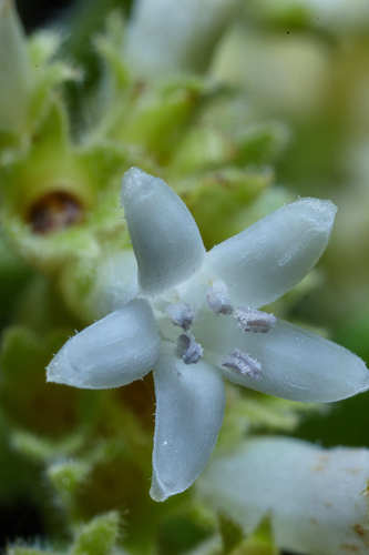 Psychotria jinotegensis image