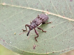 Isacantha dermestiventris