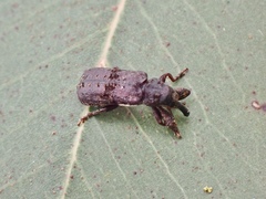 Isacantha dermestiventris