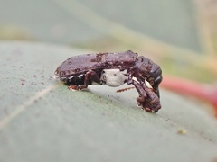 Isacantha dermestiventris