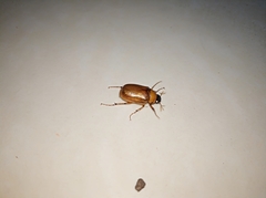 Pseudosymmachia impressifrons