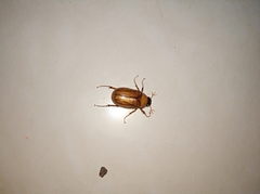 Pseudosymmachia impressifrons