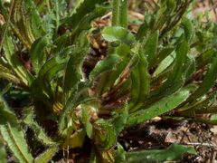 Plagiobothrys canescens
