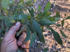 Acacia rhodoxylon