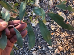 Acacia rhodoxylon