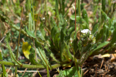 Plagiobothrys canescens