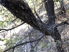 Acacia rhodoxylon